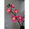Svetleća orhideja u saksiji ART005031